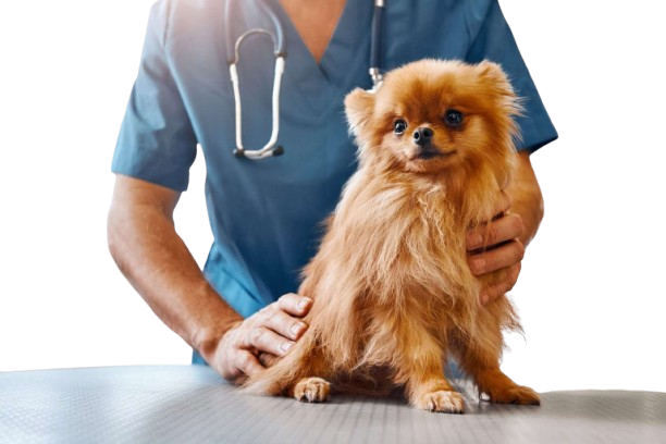 vet